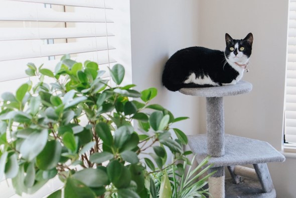 Plants Poisonous to Cats- The Guide
