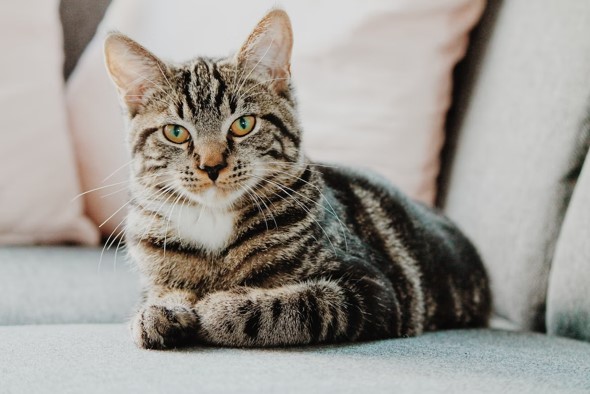 Caring for a Cat with Asthma