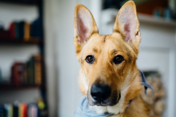dog with ears up