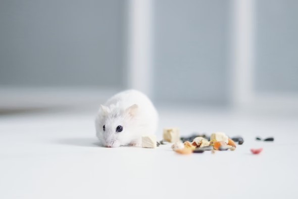 Feeding Hamsters: The Guide