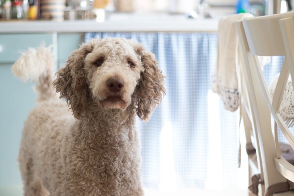 Hypoallergenic dog