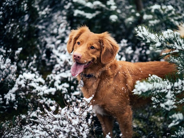The Guide to Winter Dog Care