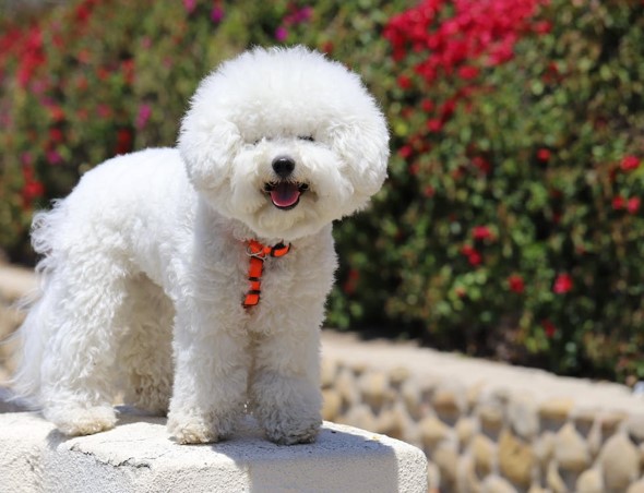 Which Dog Breeds Shed the Least
