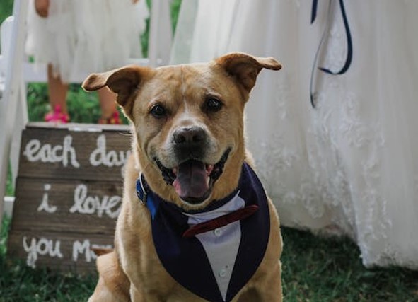 dog at wedding