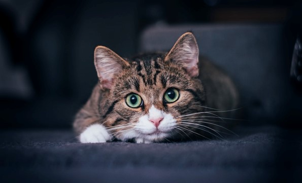 Can Cats See in the Dark?