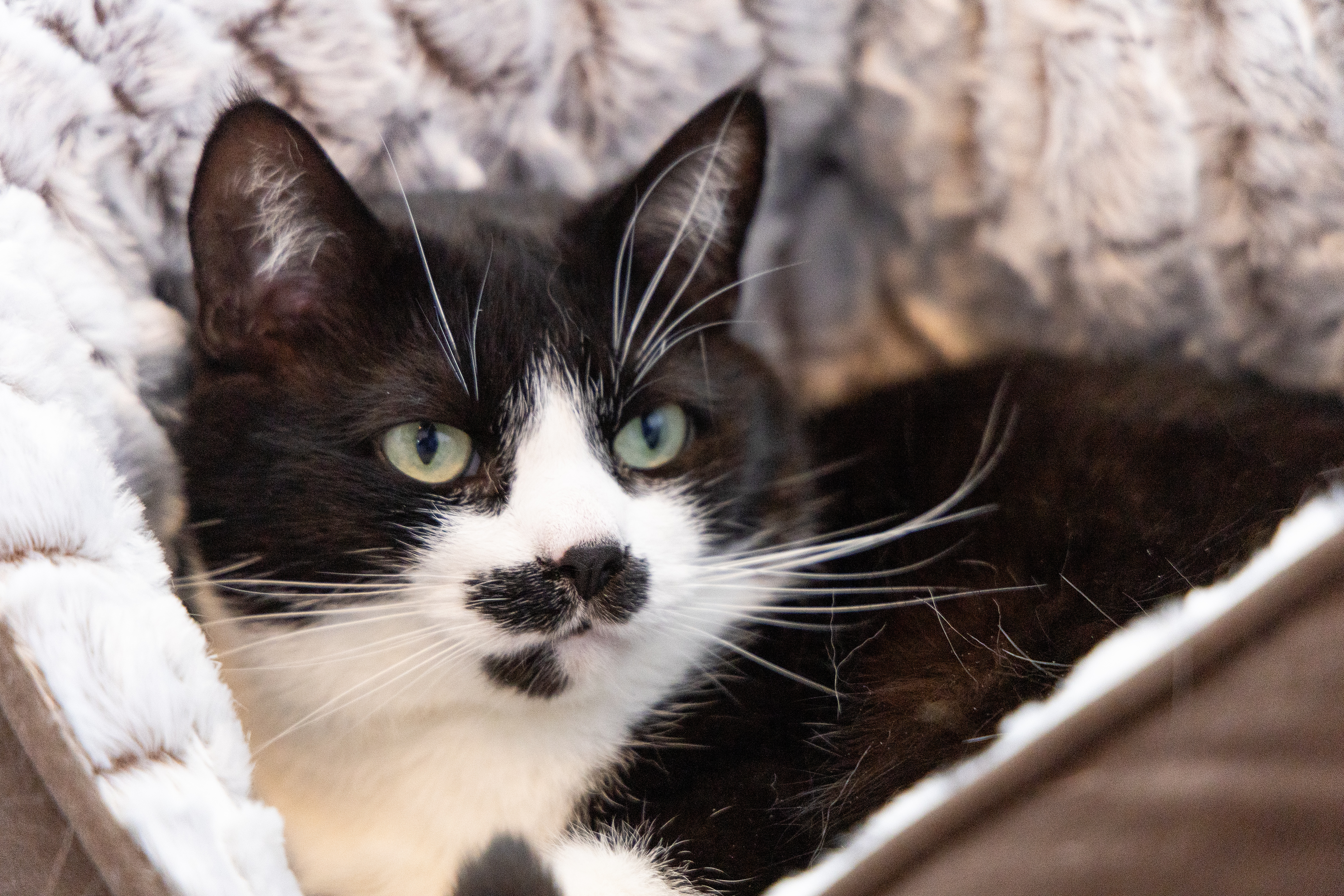 Black and white cat with green eyes and a distinctive mustache-like marking, lying on a soft, fluffy bed.