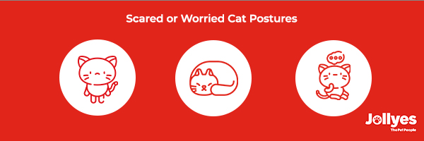 Image of scared or worried cat postures