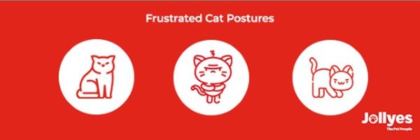 Image of examples of frustrated cat postures
