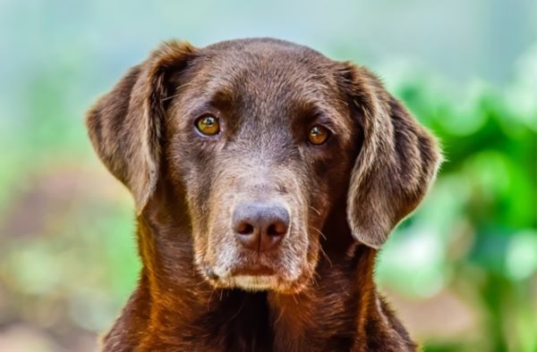 Dementia in Dogs