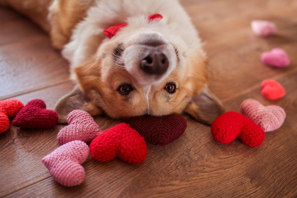 dog with hearts