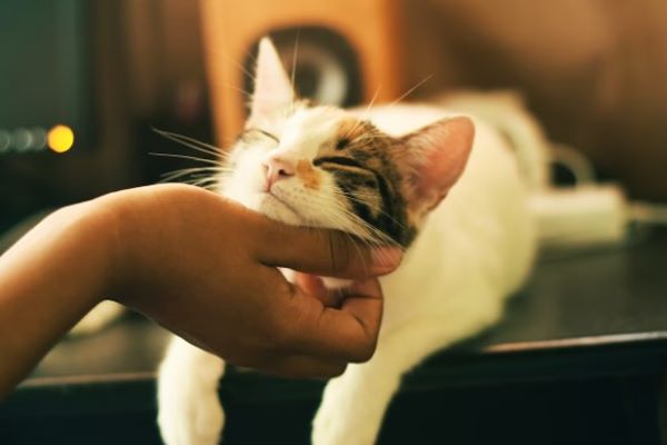 Image of cat getting chin scratches