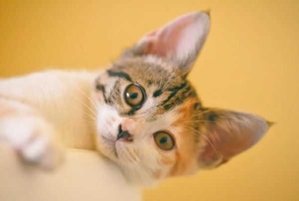 kitten on sofa