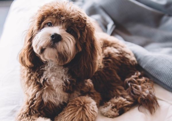 Diabetes in Dogs