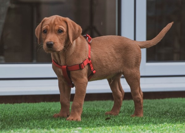 A brown puppy wearing a red harness stands on green grass, with a glass door in the background.