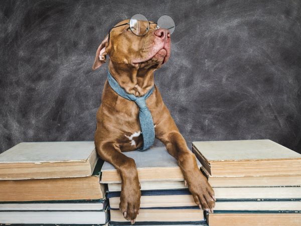dog with tie and glasses