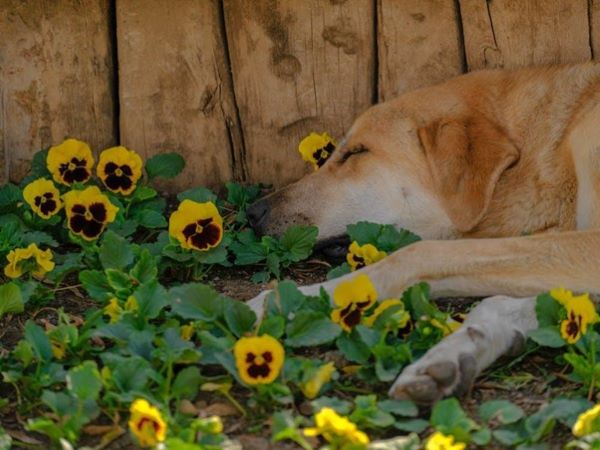 Dogs lying on flowerbed.