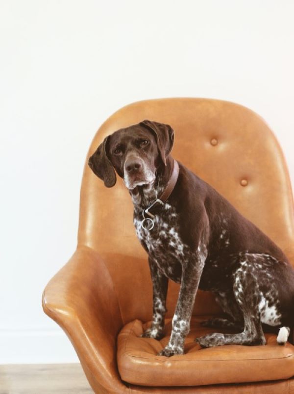 image of older dog on leather chair
