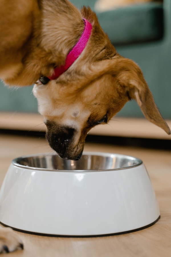 What to Feed Dogs in Winter: The Guide