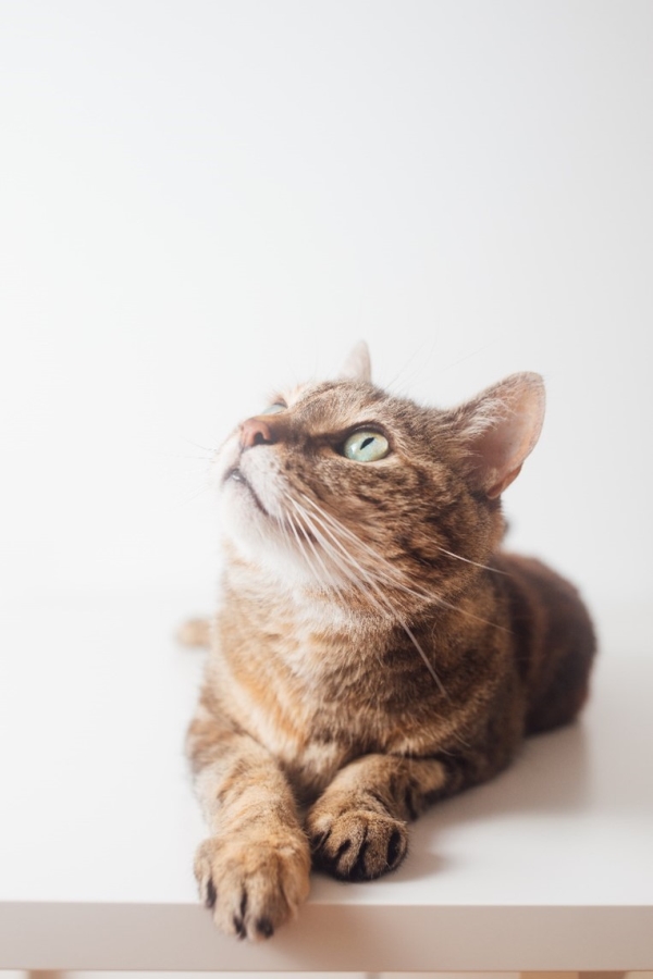 Flea And Worm Treatments For Cats: How Often Do They Need To Be Treated?