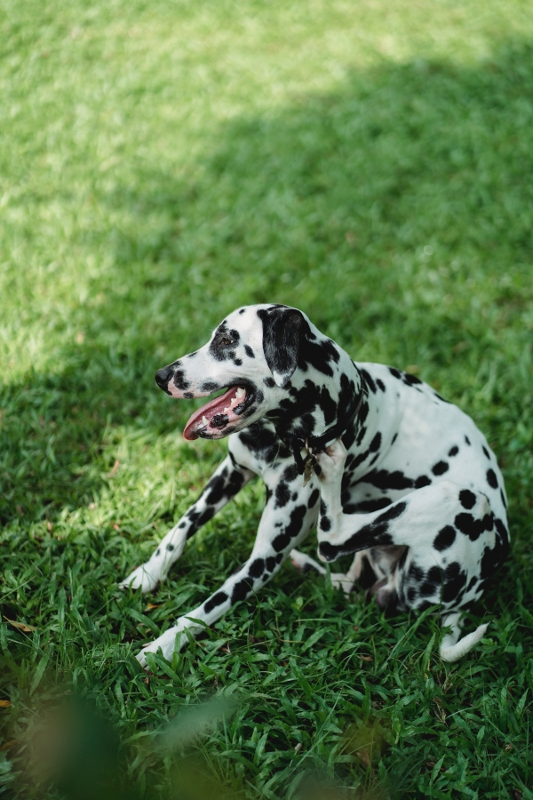 Dog Allergies: Everything You Need to Know