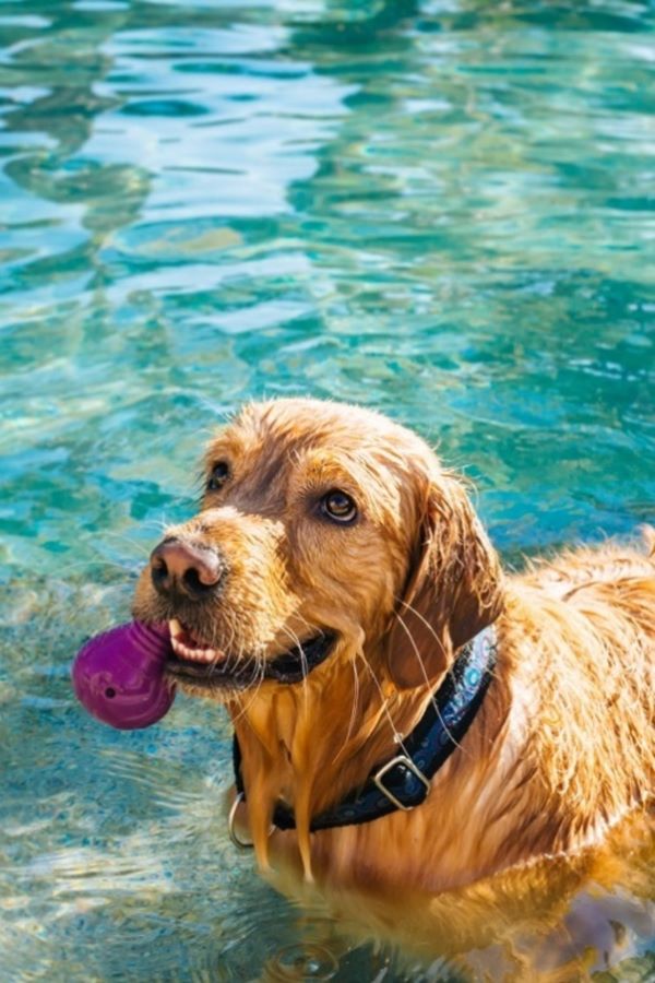 Dog in pool with toy in mouth.