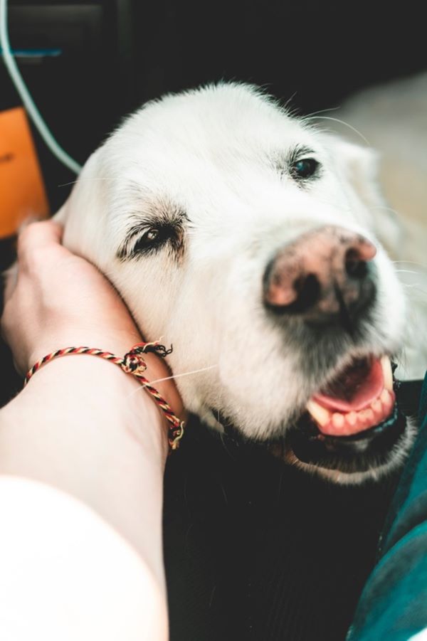 image of dog being stroked