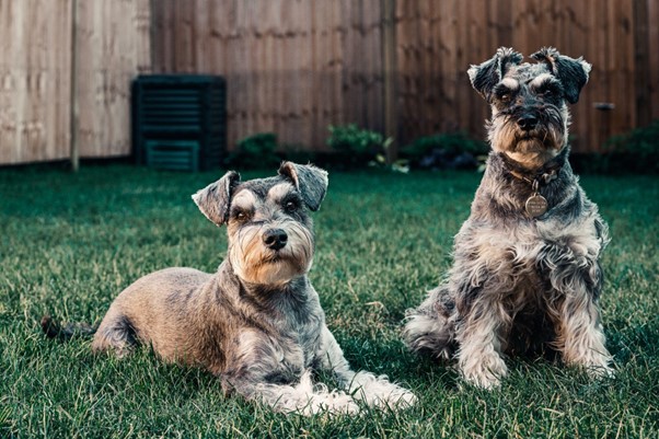 two dogs in garden