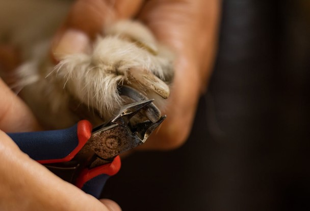 Dog having nails clipped