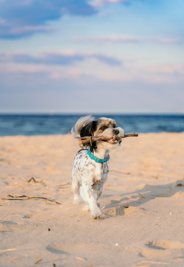 Dog Friendly Holidays: Some of the Best
