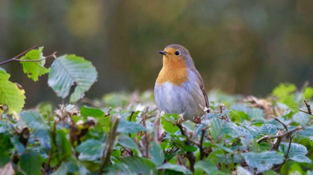 How to Help Wild Birds in Autumn