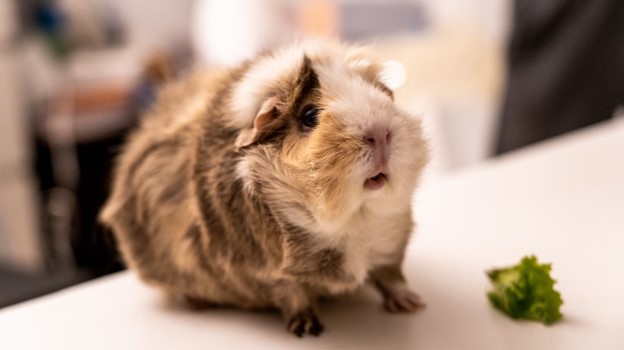 Guinea pig with a treat.