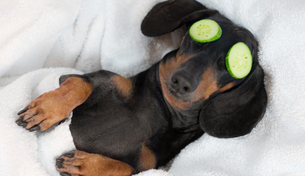 Dog with cucumber on eyes.