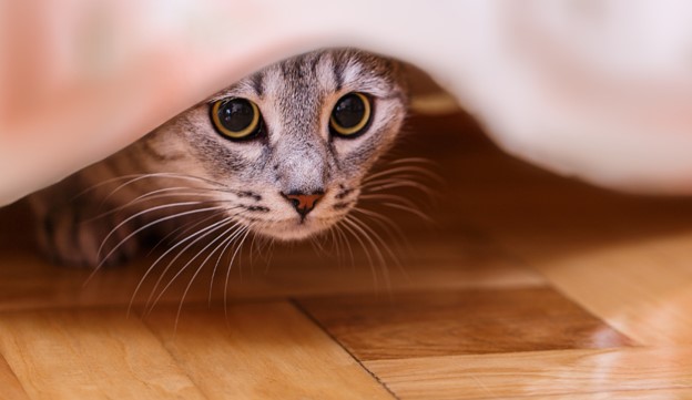 Cat hiding under bed.