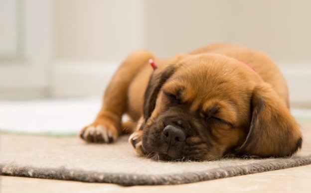 What Are Puppy Pads?