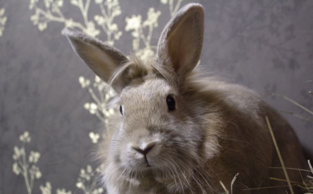 Essential Shopping List For Rabbits