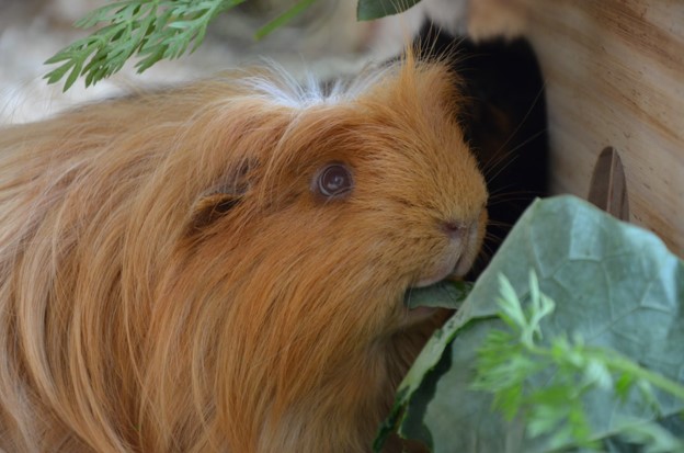 Guinea pig eating lettuce.