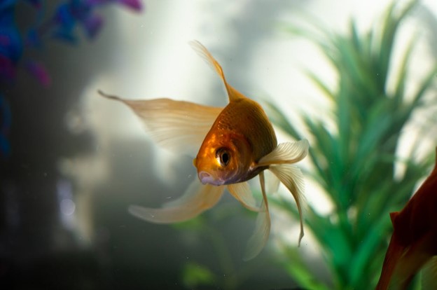 Cold Water Fish Guide: Who’s Who?
