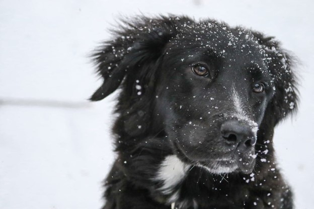 When is it too cold to walk your dog?