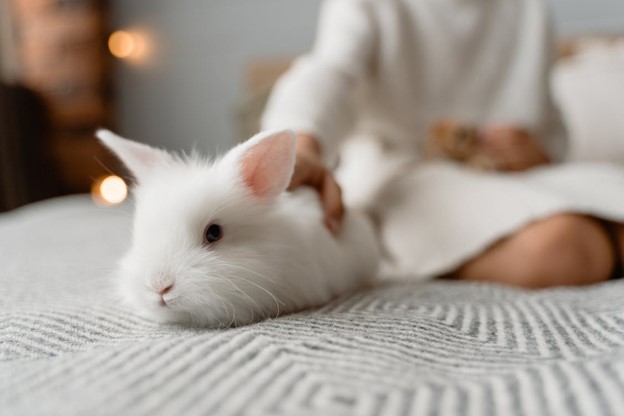 Rabbit lying on bed with owner.