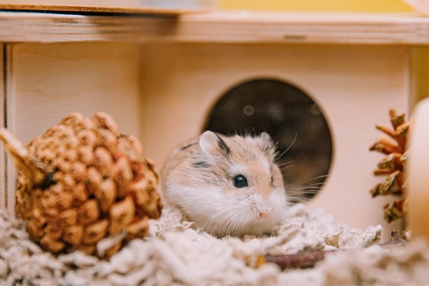 The Best Toys for Hamsters & Guinea Pigs