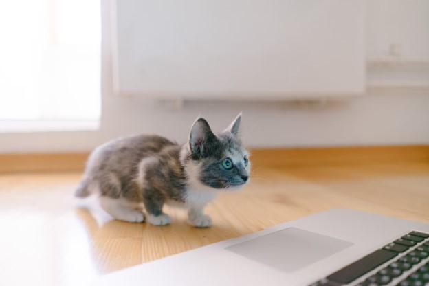 Kitten looking at a laptop screen.