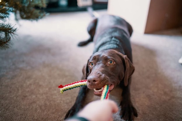Dog pulling on rope toy.