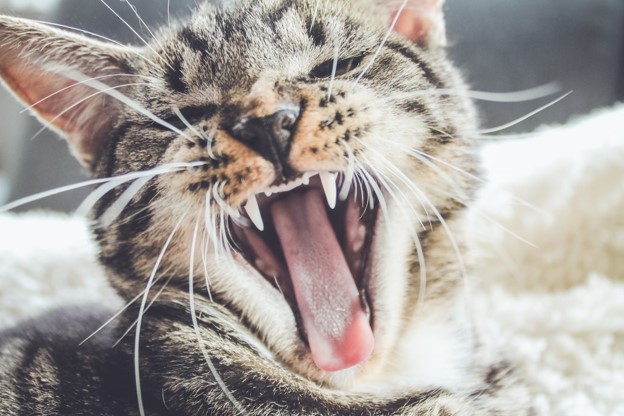 How to Brush Your Pet’s Teeth