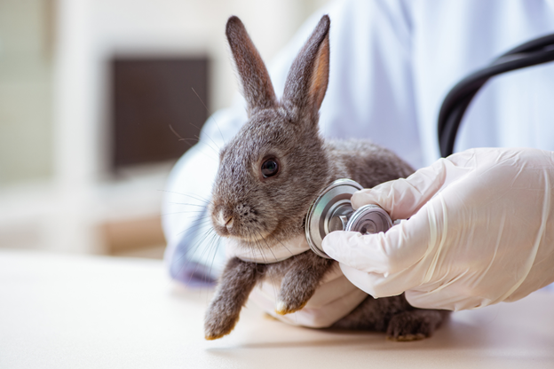 Rabbit being checked out by the vet.