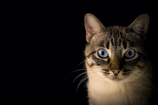 Cats & Fireworks: The Guide