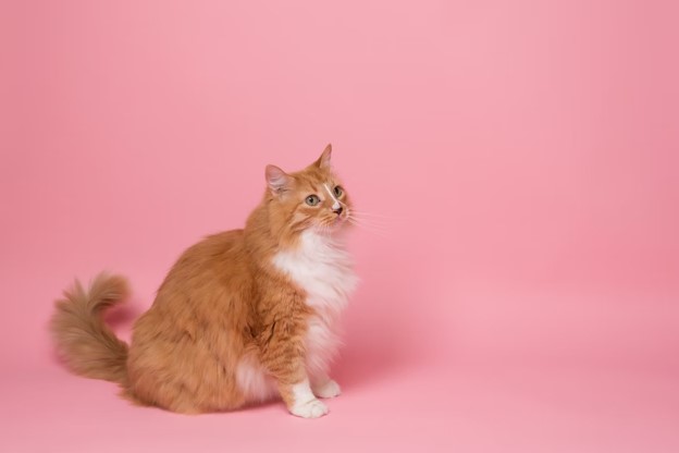 How Often Should You Change Cat Litter?