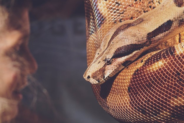 Reptile Food Guide