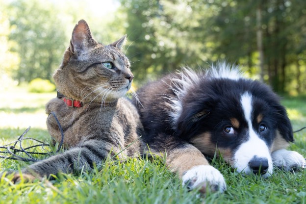 Looking After Your Pet’s Health This Winter