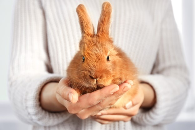 Rabbit being held by their owner.