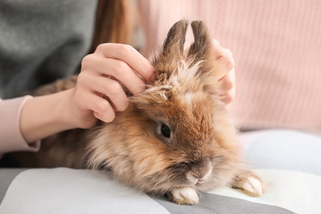 Rabbit being stroked.